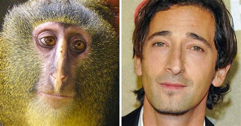 18 Animals Who Look Exactly Like Celebrities Bright Side