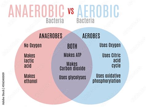 Aerobic vs Anaerobic Bacteria: Uncovering Key Differences