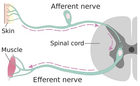 Unlock the Mysteries of Afferent Neurons: Your Ultimate Guide