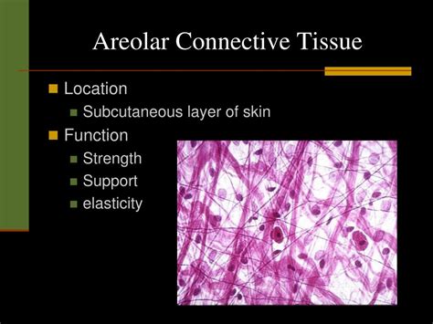 Discover Areolar Connective Tissue's Key Location