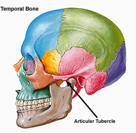 Unlock the Mystery of Articular Tubercle Secrets