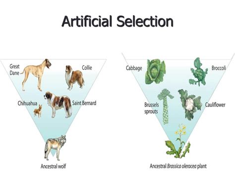 Artificial Selection Definition Unveiled: Discover Its Secrets