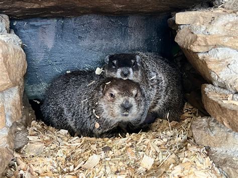 Discover the Adorable Baby Groundhogs of Punxsutawney Phil