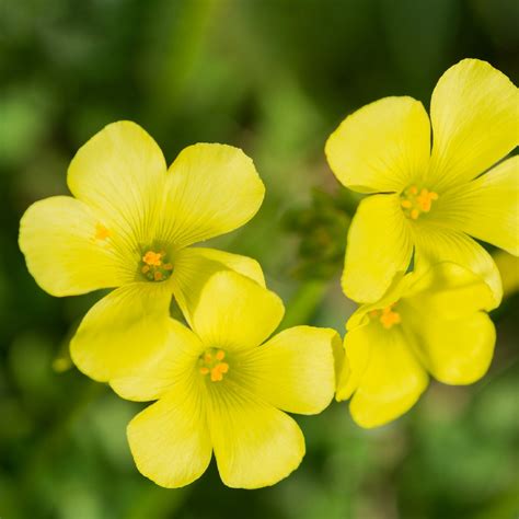 Bermuda Buttercup: Unveiling Nature's Hidden Gem
