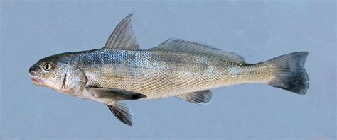 California Corbina: Secrets Uncovered