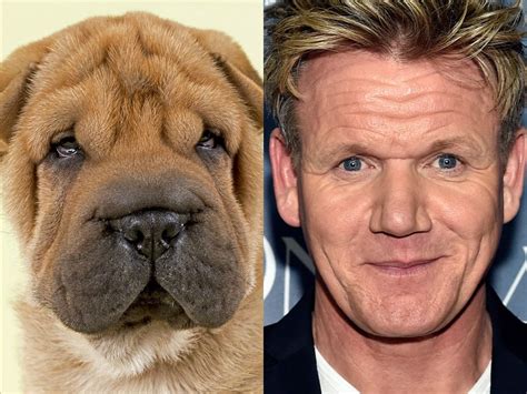 Celebrities That Look Like Animals