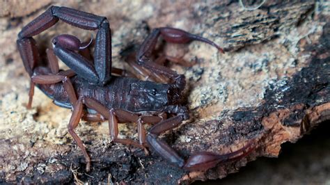 Centruroides Gracilis: Rare Scorpion Unveiled