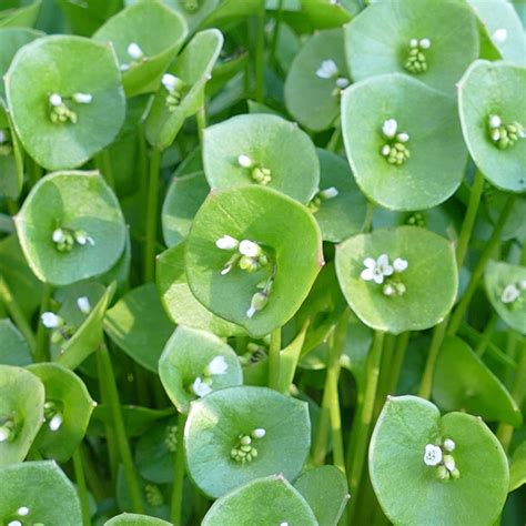 Unlock Secrets of Claytonia Perfoliata: Wild Beauty