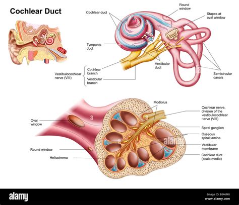Cochlear Duct Secrets: Key Hearing Insights Revealed