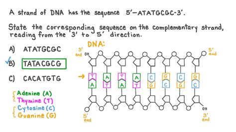 Decode the Mystery of Complementary DNA Strand