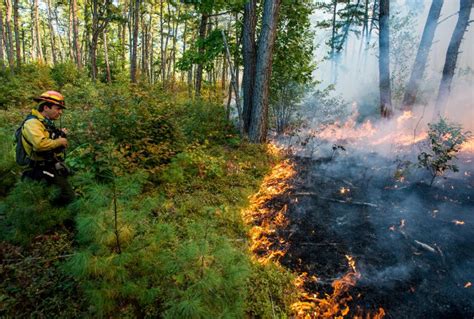 Unlock Nature's Secrets: Controlled Burn Wonders