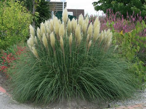 Discovering Cortaderia selloana: The Resilient Garden Staple
