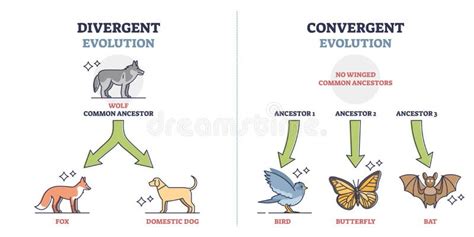Divergent vs Convergent Evolution Explained