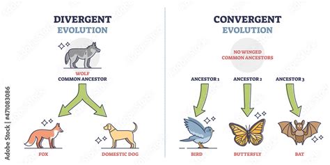 Divergent vs Convergent Evolution: Evolution's Twin Paths