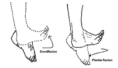 Dorsiflexion vs. Plantar Flexion: Key Differences Explained