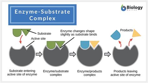 Unlock Enzyme Complex Substrate Secrets