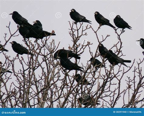 Flock of Ravens: Nature's Enigma Unveiled