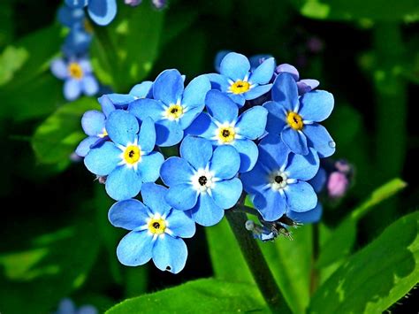 Forget Me Not Flower Leaves At Sara Sells Blog