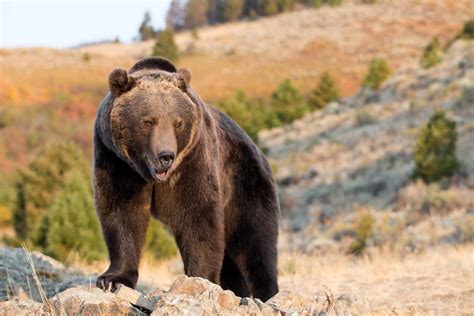 Grizzly Bear Weight: Surprising Facts You Need to Know