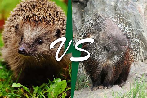 Hedgehog vs Porcupine: Nature's Contrast Showdown