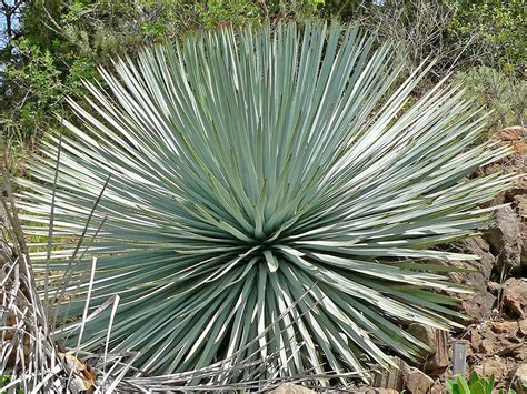 Hesperoyucca Whipplei: Nature’s Rare Beauty Unveiled