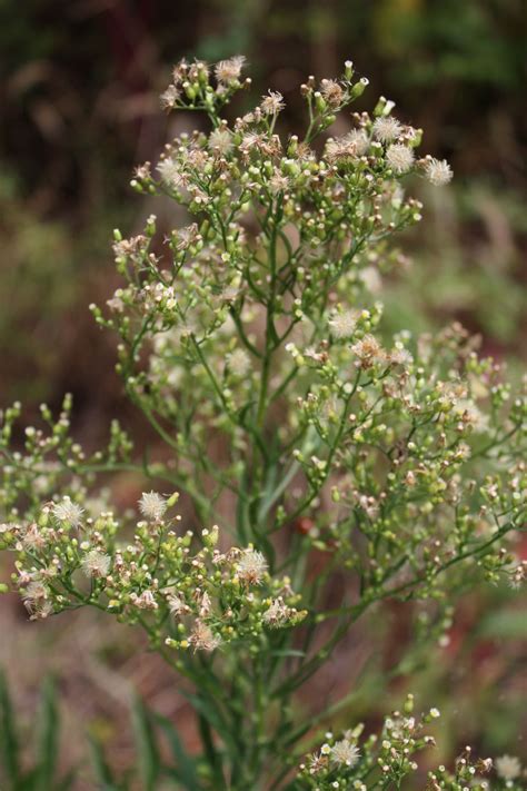 Uncovering Horseweed Plant's Hidden Secrets