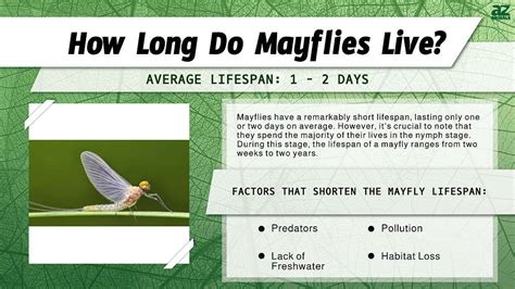How Long Do Mayflies Live: Surprising Lifespan Facts Revealed