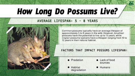 How Long Do Possums Live: Top Secrets