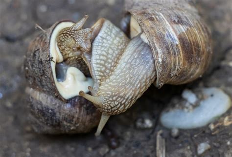 Snails Reproduce Secrets: Uncover the Mystery