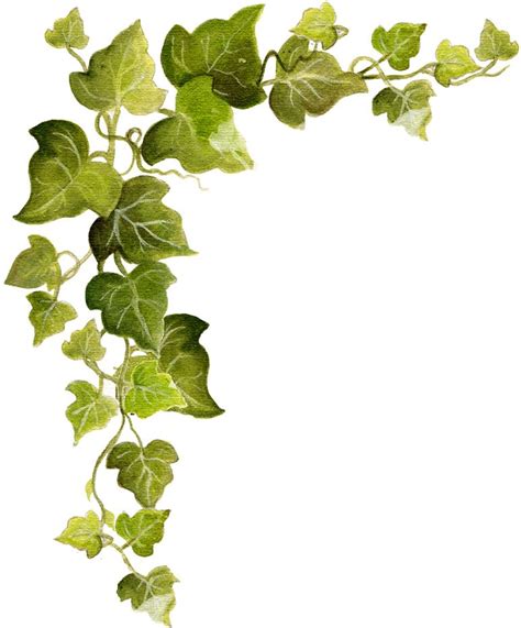 Ivy Snip Vine Drawing Flower Painting Ivy Tattoo