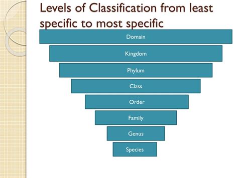 Ultimate Guide: List Classification Levels Ranked
