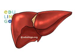Discover the Perfect Translation: Liver in Spanish Revealed