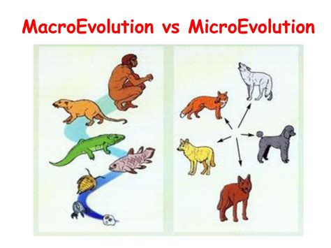 Micro vs Macro Evolution: Unveiling Nature's Hidden Secrets