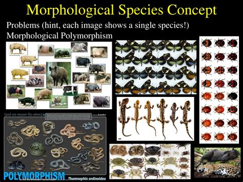Unraveling the Mysteries of Morphological Species Concept