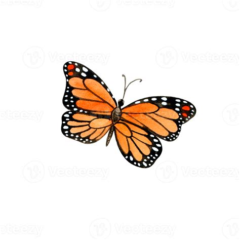 Rare Orange Color Butterfly Species Discovered