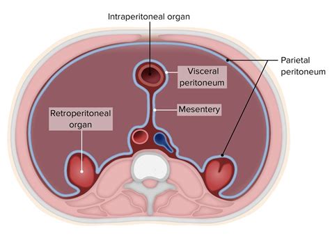 Uncovering the Key Organs in Retroperitoneal Space: What You Need to Know