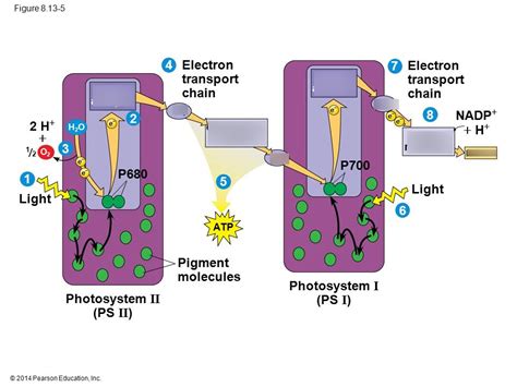 Photosystem 1 and 2: Unveil Plant Power