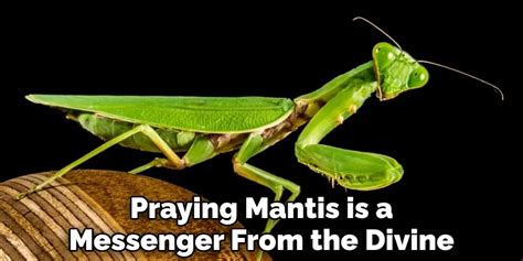 Praying Mantis Symbolism Unraveled: Discover Hidden Meanings and Mysteries