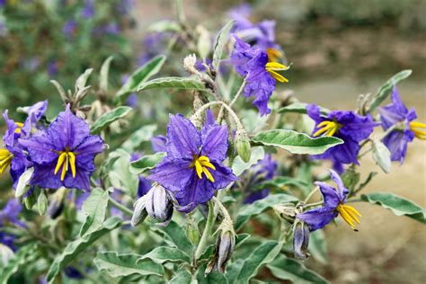 Solanum elaeagnifolium: Invasive Yet Fascinating Plant