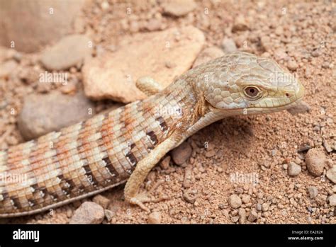 Discover the Fascinating Southern Alligator Lizard: Nature's Enigmatic Reptile