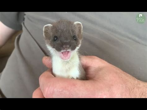 Stoat as a Pet: Ethical Considerations