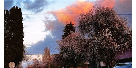 The Cherry Blossom Has Bloomed Hex Ezra Tattoo The Cherry Blossom Has Bloomed Hex Ezra Tattoo