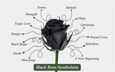 The Meaning And Symbolism Of A Black Rose On Your Journey Black The Meaning And Symbolism Of A Black Rose On Your Journey Black