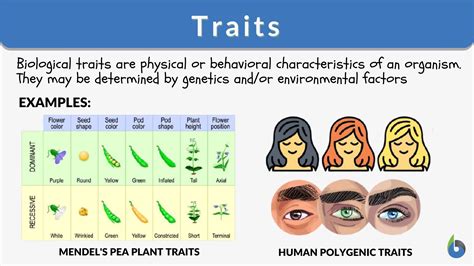 Trait Definition Biology: Simple Guide to Genetics