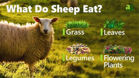 Discover What Sheep Can Eat: Optimal Grazing Guide