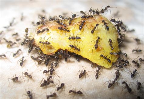 What Do Ants Eat: Simple Food Secrets Revealed