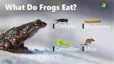 Uncovering Frog Diets: What Do Frogs Eat Revealed