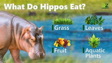 What Do Hippos Eat: Dietary Secrets Revealed