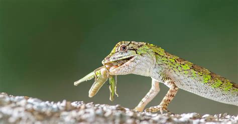 Lizard Diet: What Do They Eat?