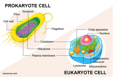 Prokaryotes & Eukaryotes Shared Secrets Unveiled